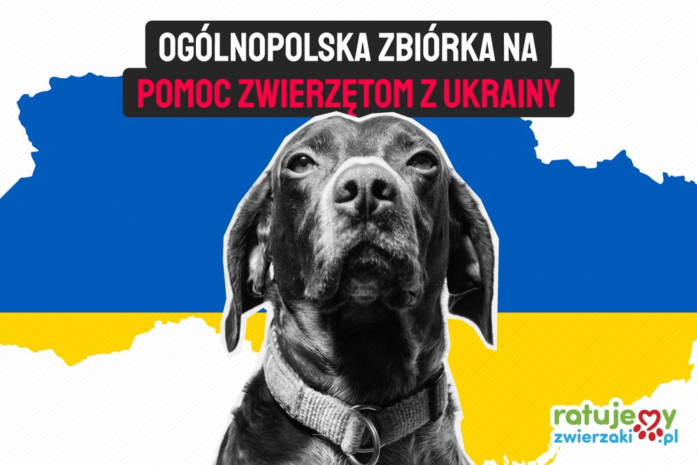 ❗️Wszystkie najpotrzebniejsze informacje, formularze i  akcje dotyczące zwierząt na Ukrainie
