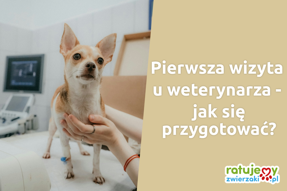 Pierwsza wizyta u weterynarza z czworonogiem