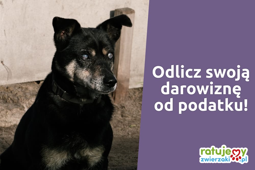 Jak odliczyć darowiznę od podatku? (PIT/0)