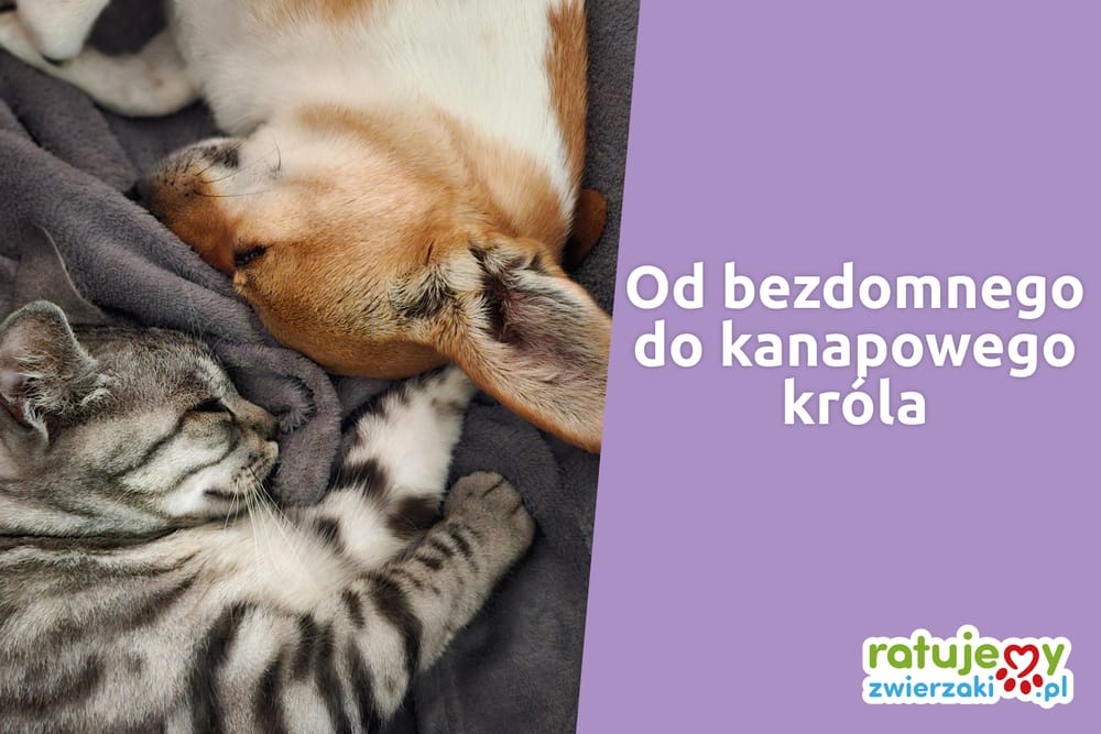 Historia adopcji. Wywiad z behawiorystką, która doświadczyła niejednej przemiany czworonoga