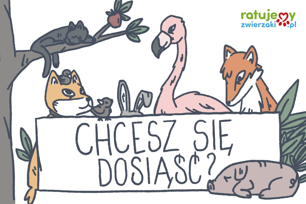 Kto może zbierać środki na portalu RatujemyZwierzaki.pl?