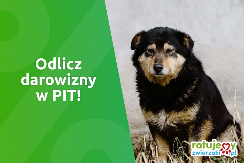 Odlicz darowizny w PIT – to prosty sposób na niższy podatek!