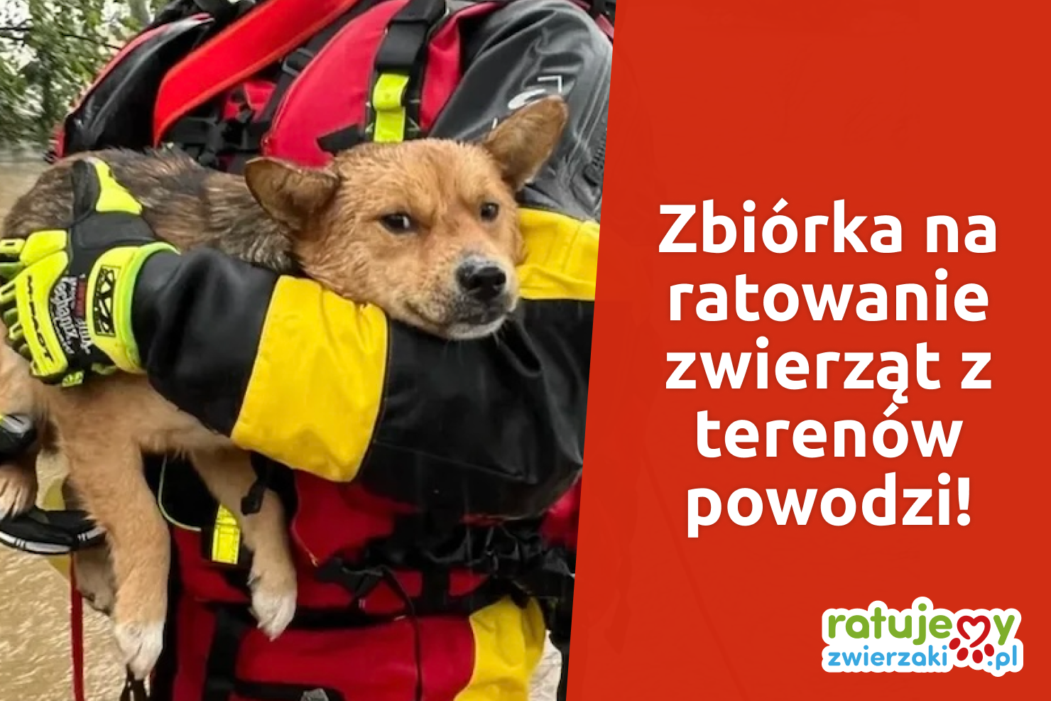 Dramatyczna sytuacja zwierząt! Powódź zabrała im dom! Ogólnopolska zbiórka na ratowanie zwierząt!