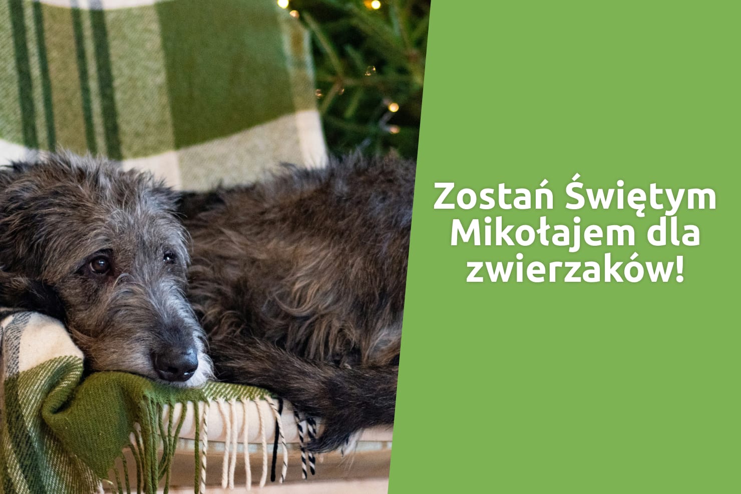 XIII Edycja akcji “Burek sam nie poprosi o pomoc” - robimy to za niego! Nakarm głodne psy ze schronisk!