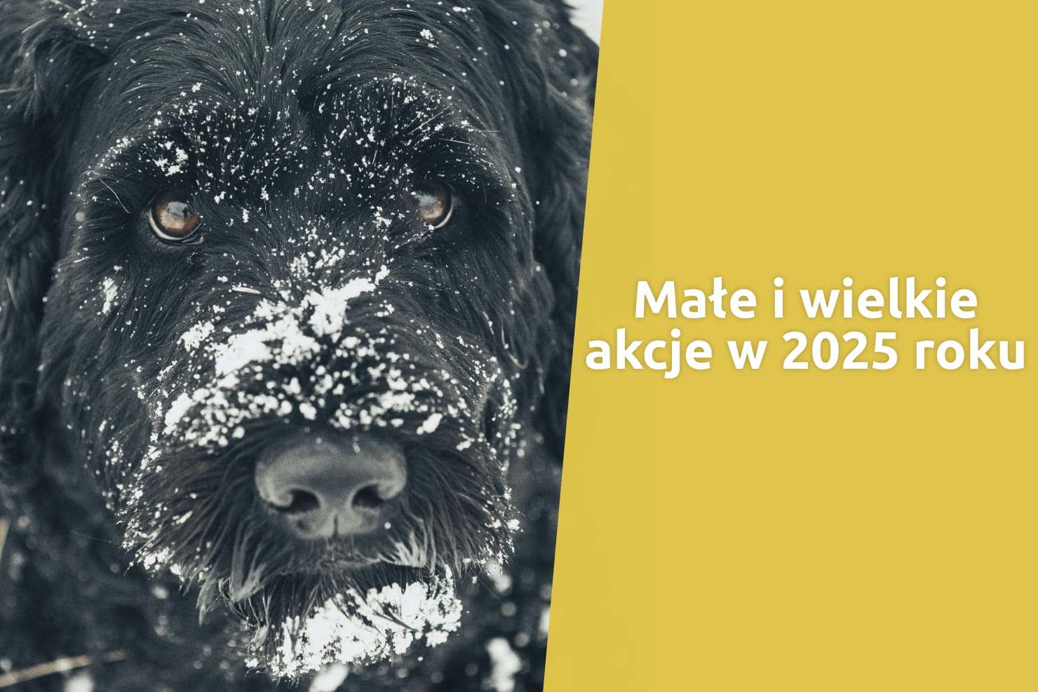 Dla tych, którzy nie mają głosu – podsumowanie naszych akcji w 2025 roku