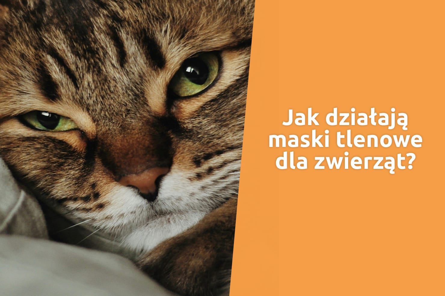 Maski tlenowe dla zwierząt - jak prawidłowo ich używać i kiedy mogą uratować życie?